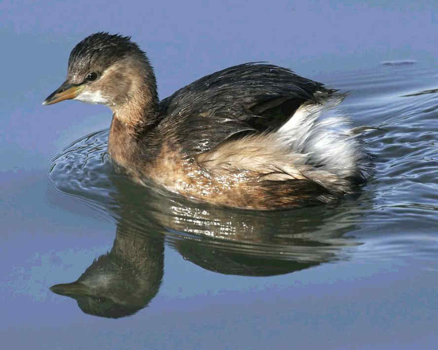 001 Podiceps Ruficollis Νανοβουτηχτάρα