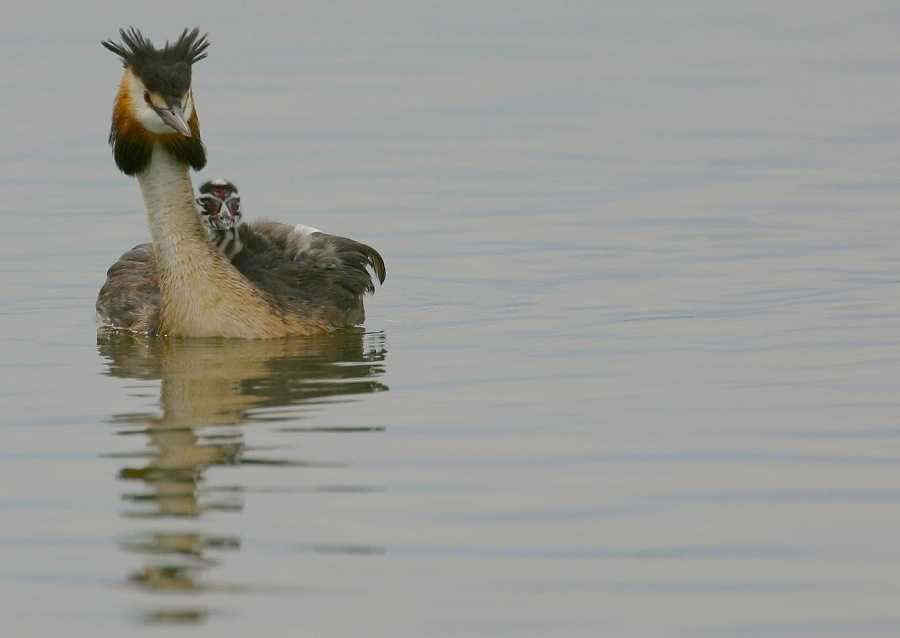 003 Podiceps Cristatus Σκουφοβουτηχτάρα