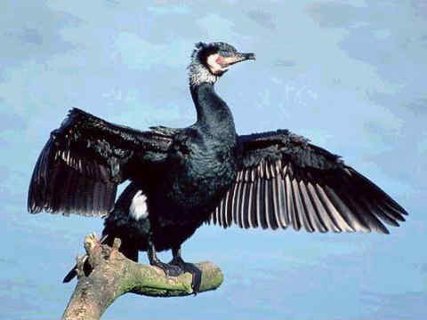 005 Phalacrocorax Carbo Κορμοράνος