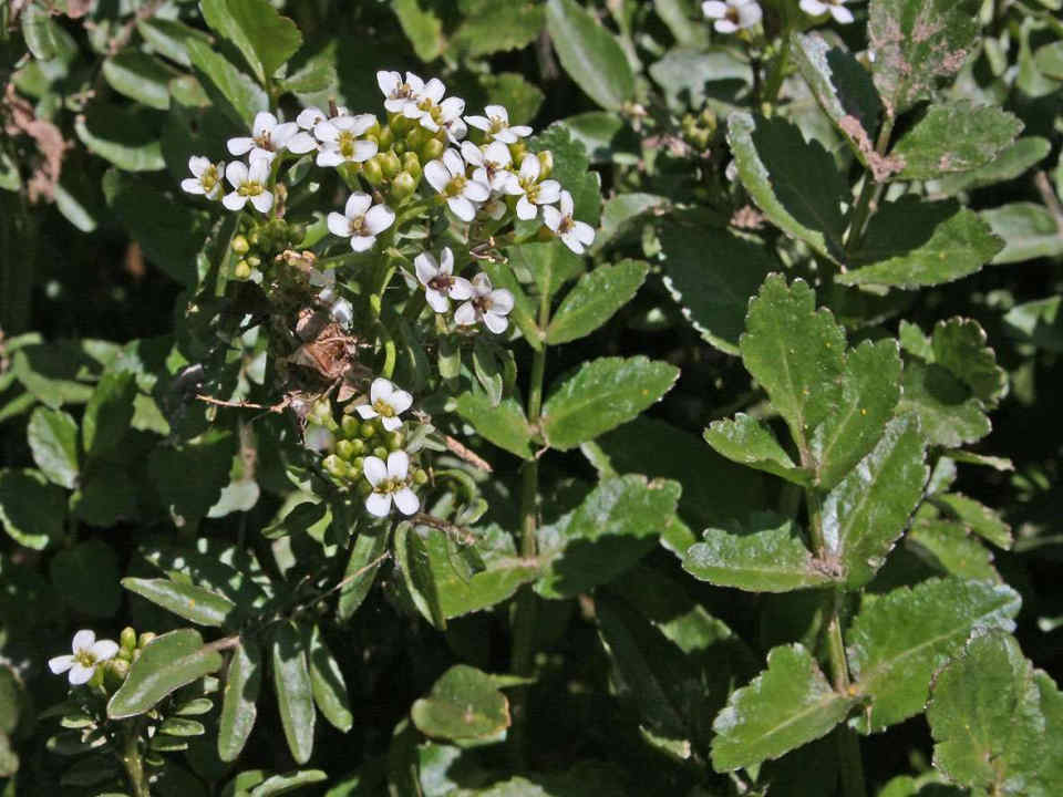 012 Nasturtium Officinalis–Νεροκάρδαμο