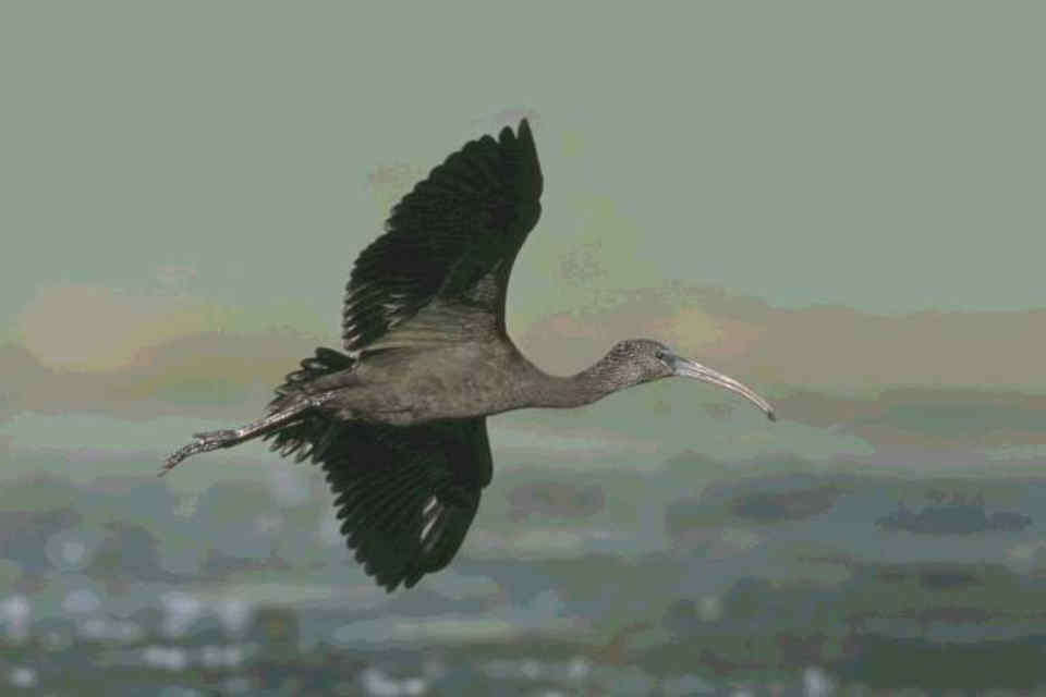 020 Plegadis Falcinellus Χαλκόκοτα