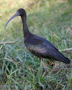 022 Plegadis Falcinellus Χαλκόκοτα