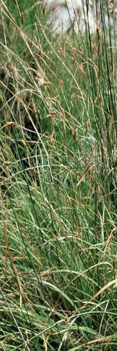 029 Carex Distans–Σπαθόχορτο