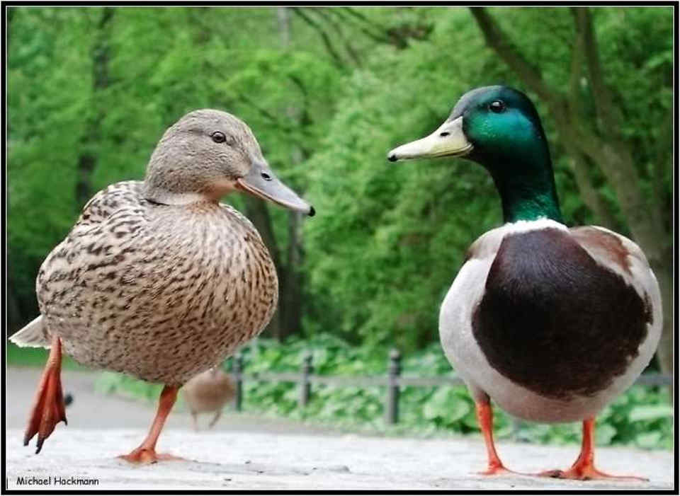 030 Anas Platyrhynchos  Πρασινοκέφαλη πάπια