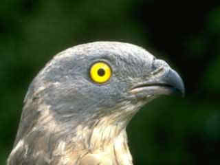 042 Pernis Apivorus   Σφηκιάρης