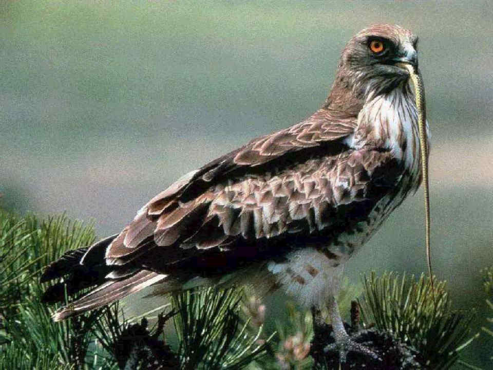 044 Circaetus Gallicus  Φιδαετός