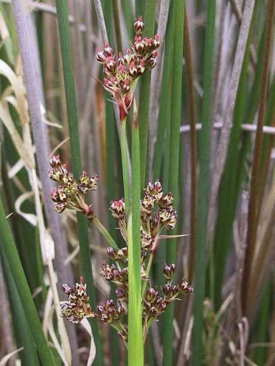 045 Juncus Acutus Βούρλα