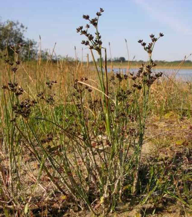 047 Juncus Articulatus–Βούρλα