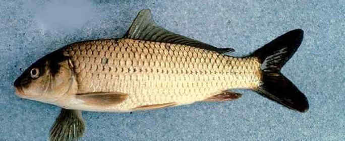 05 Cyprinus Carpio Κυπρίνος γριβάδι