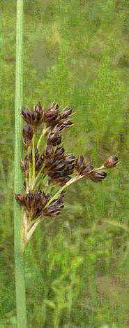 050 Juncus Inflexus Βούρλα