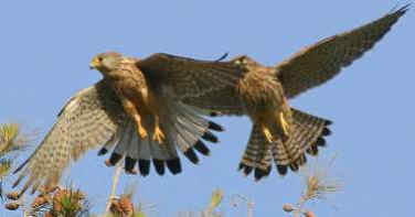 052 Falco Tinnunculus Βραχοκιρκίνεζο, ζεύγος