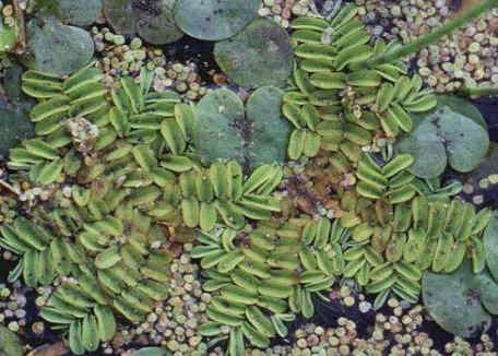 055 Salvinia Natans επιπλέουσα φτέρη