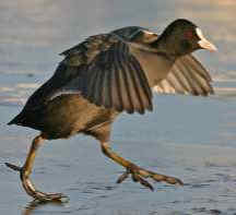 060 Fulica Atra  Φαλαρίδα, πέταγμα