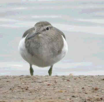 064 Tringa Hypoleucos Ποταμότρυγγας