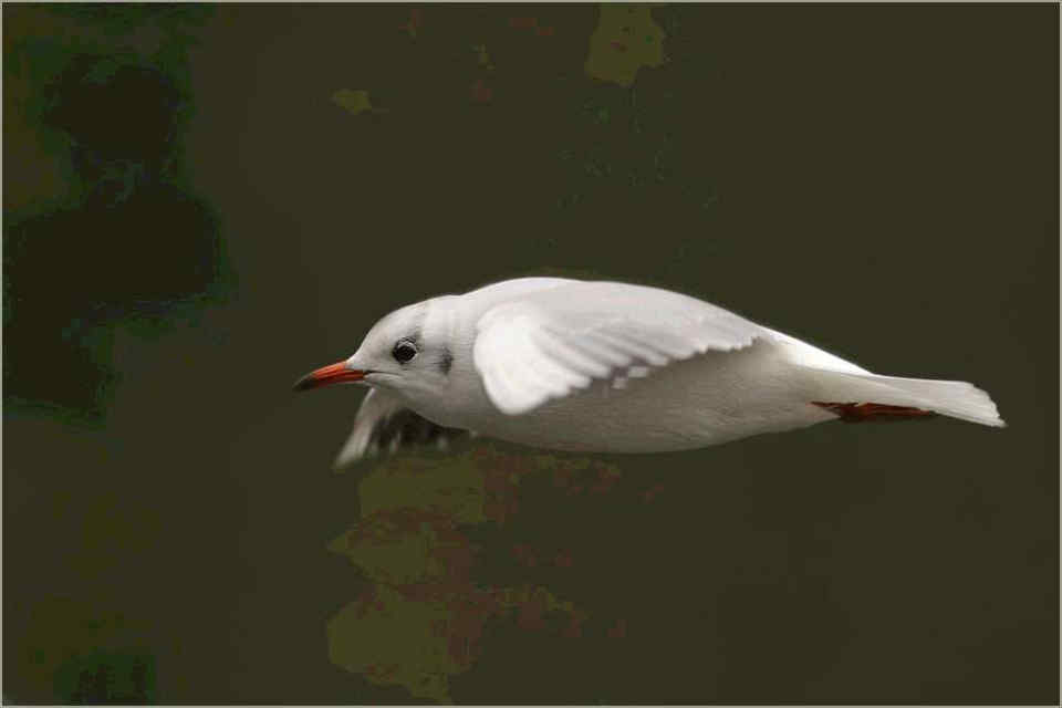 066 Larus Ridibundus  Καστανοκέφαλος γλάρος