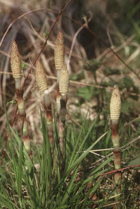 068 Equisetum Telmateia – Πολυκόμπι