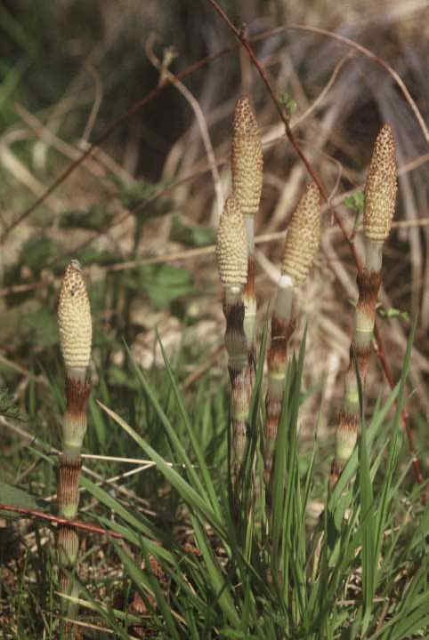 069 Equisetum Telmateia – Πολυκόμπι