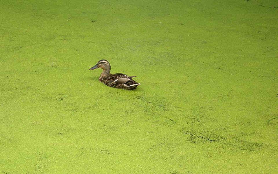 076 Lemna Minor φακή του νερού