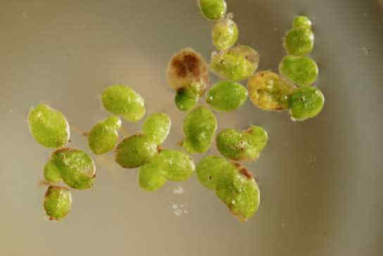 077 Lemna Minor φακή του νερού