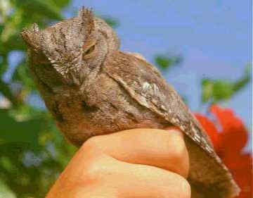 077 Otus Scops Γκιώνης