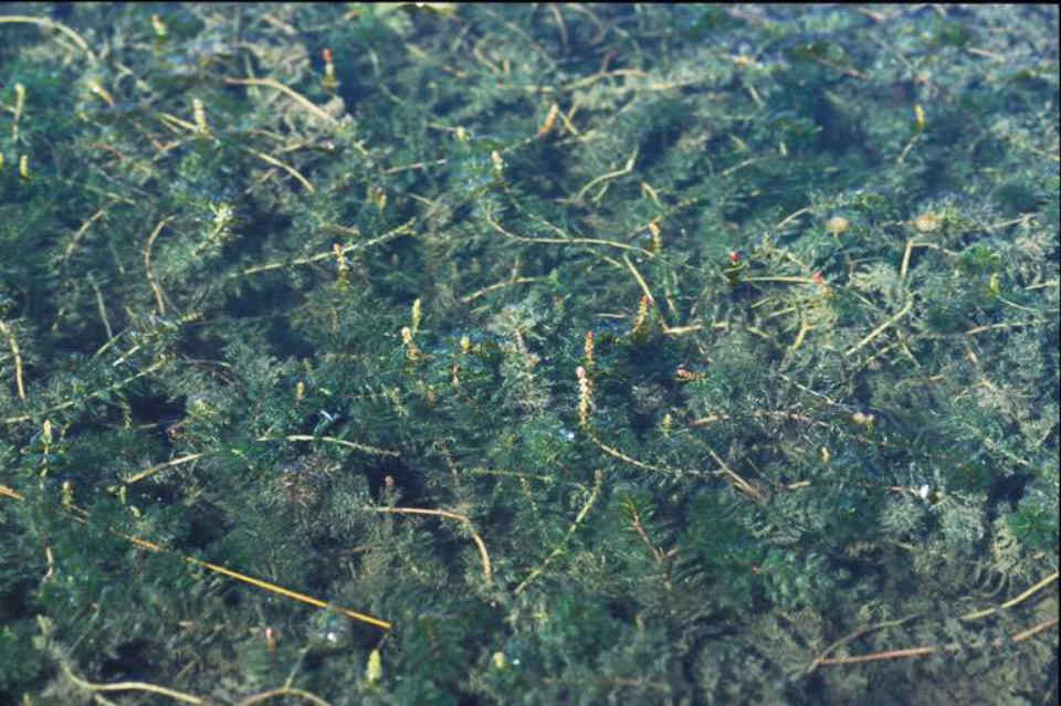 079 Myriophyllum Spicatum Μυριόφυλλο