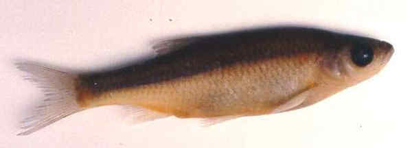 08 Scardinius Acarnanicus Τσερούκλα