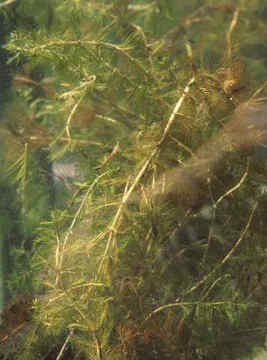 081 Myriophyllum Spicatum Μυριόφυλλο