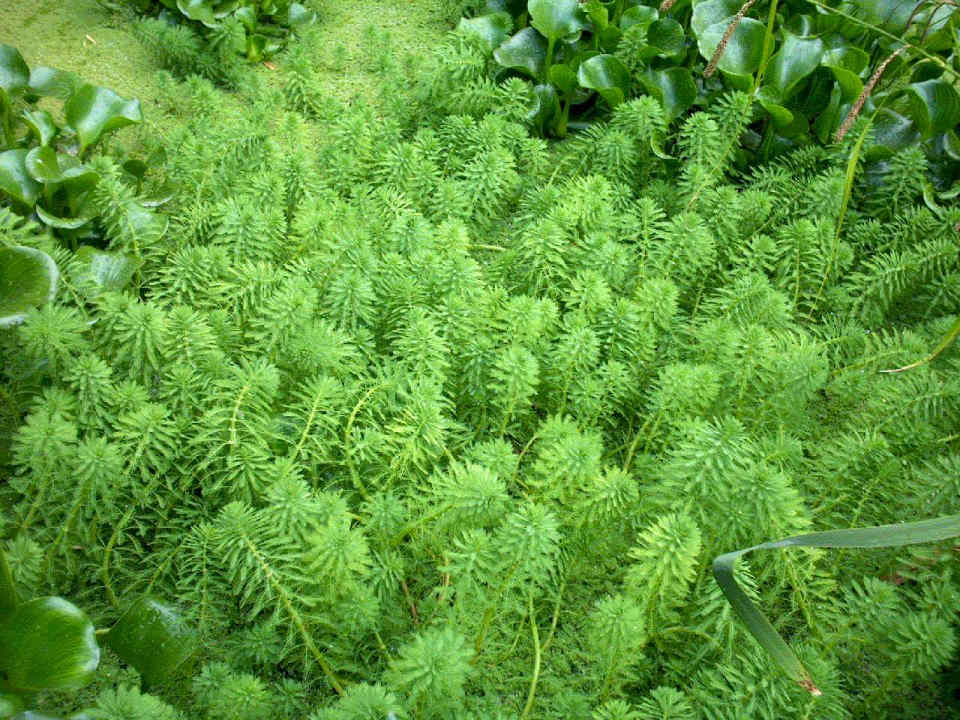 083 Myriophyllum Sp. Μυριόφυλλο