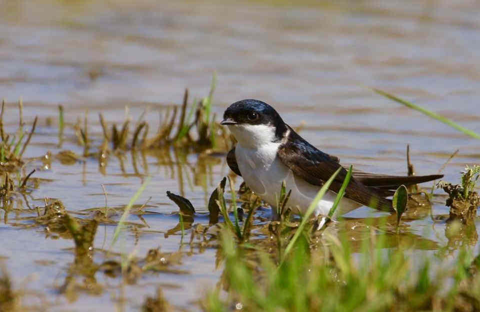 091 Delichon Urbica Λευκοχελίδονο