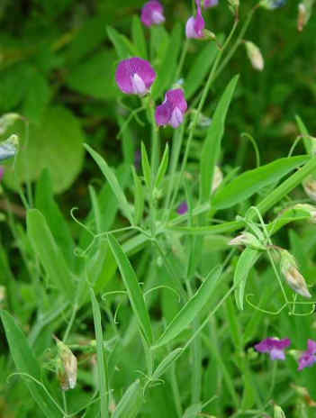093 Lathyrus Hirsutus–Λαθούρι ή άγριο μπιζέλι