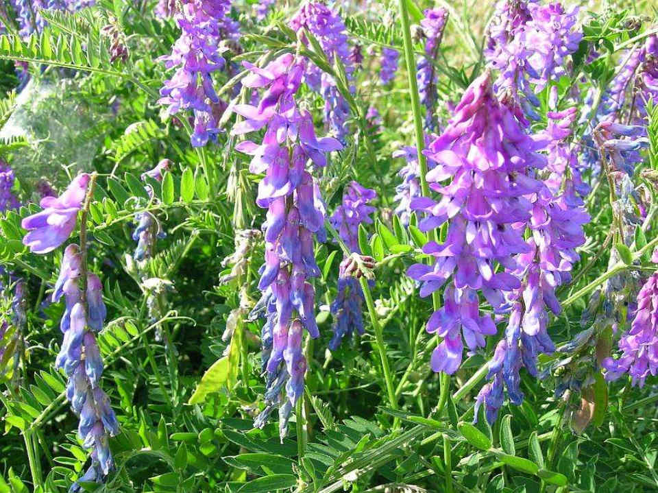 095 Vicia Cracca–Άγριο όσπριο
