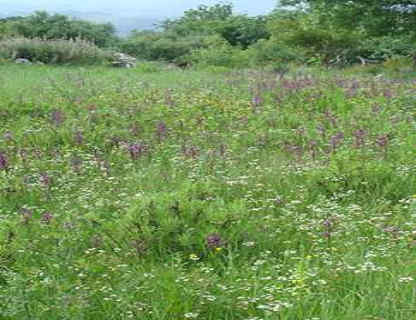 097 Υγρό λιβάδι με Orchis Laxiflora