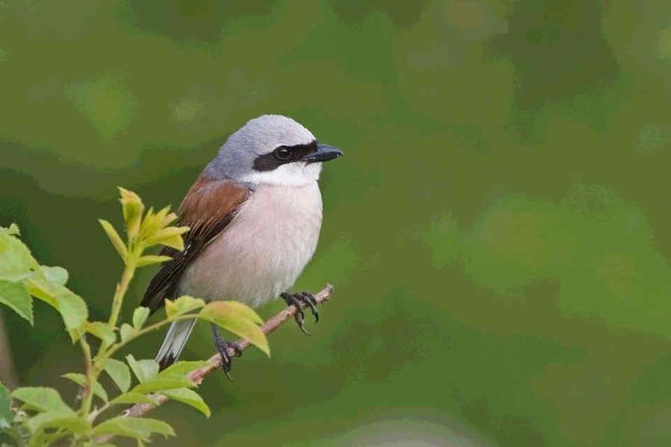 099 Lanius Collurio Αετομάχος