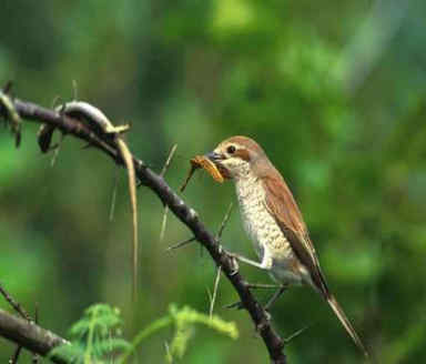 104 Lanius Minor Γαϊδουροκεφαλάς