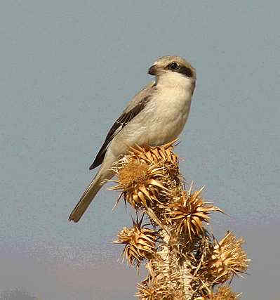 107 Lanius Minor Γαϊδουροκεφαλάς