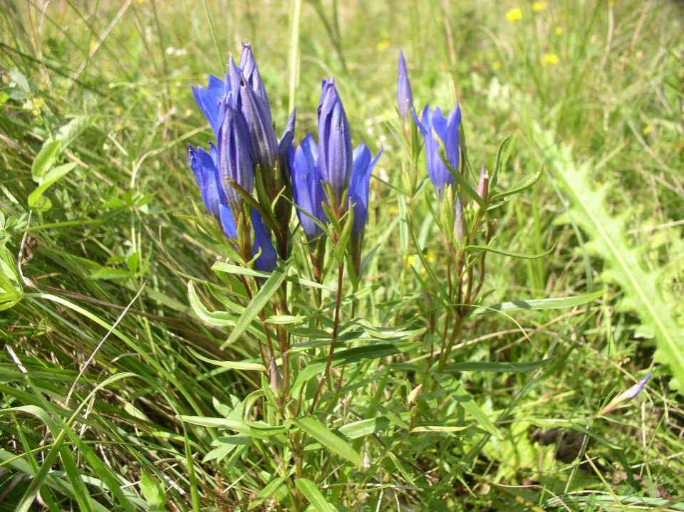 108 Gentiana Pneumonanthe–Γεντιανή