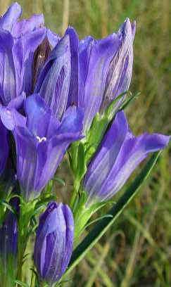 109 Gentiana Pneumonanthe–Γεντιανή