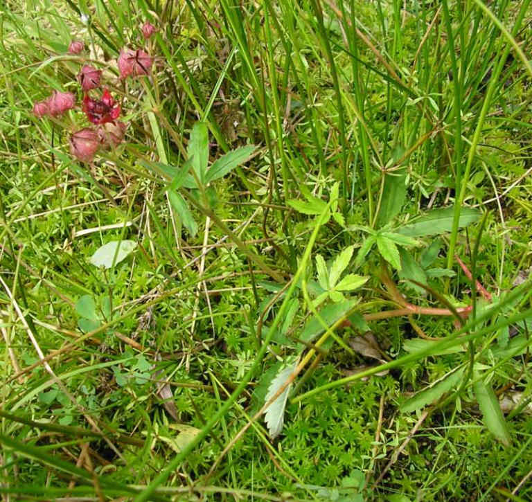 110 Potentilla Palustris–το ρόδο των βάλτων