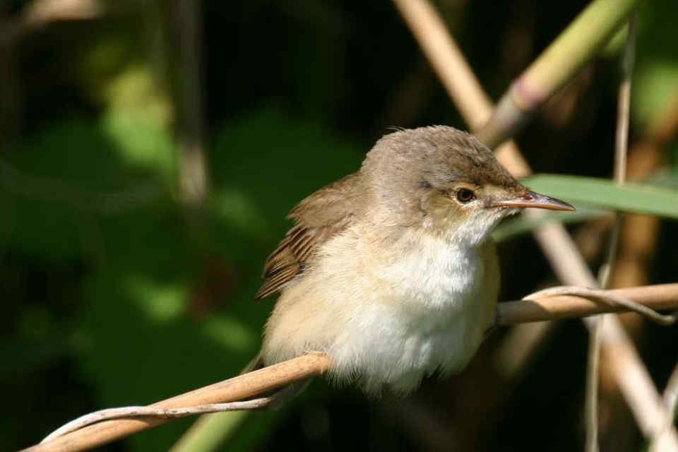 115 Acrocephalus Scirpaceus Καλαμοποταμίδα