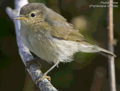 121 Phylloscopus Collybita Δεντροφυλλοσκόπος