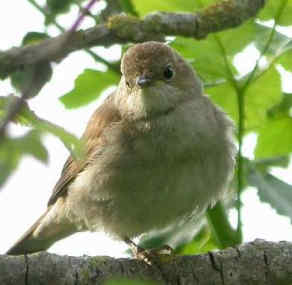 124 Luscinia Megarhynchos Αηδόνι