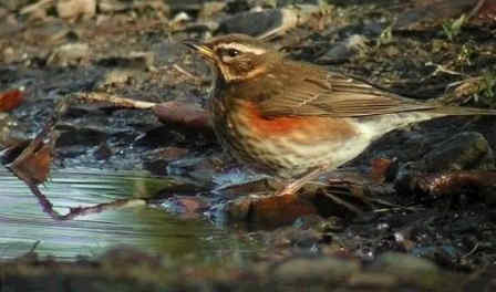 128 Turdus Iliacus–Κοκκινότσιχλα