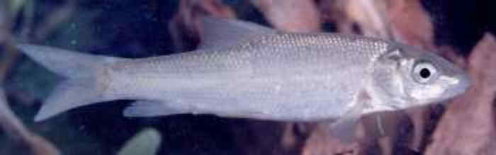 14 Barbus Albanicus στροσίδι