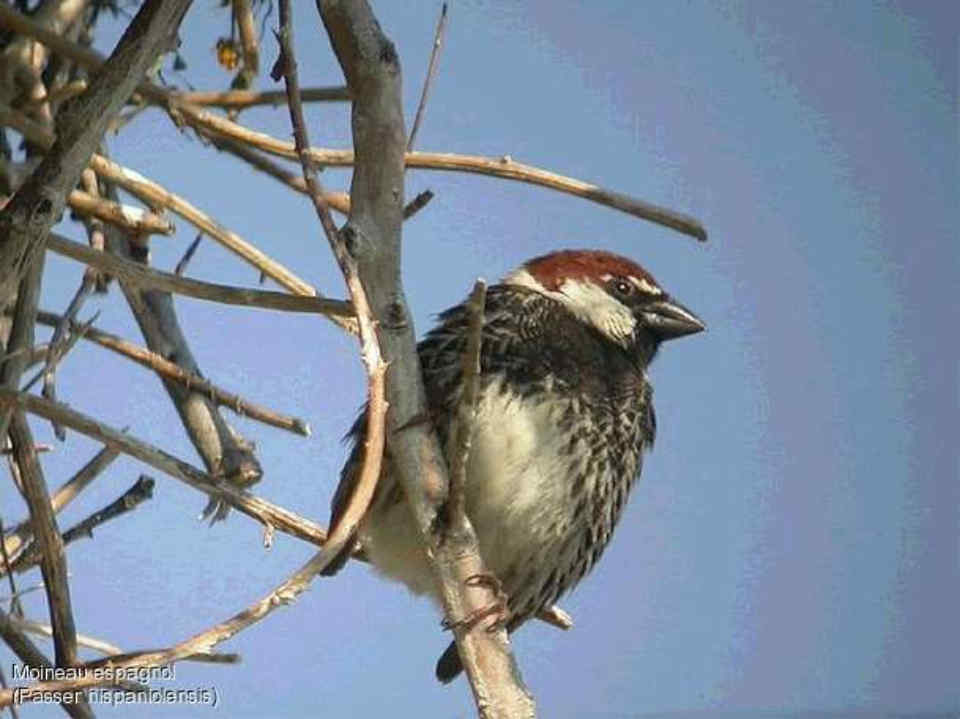 141 Passer Hispaniolensis Δεντροσπουργίτης