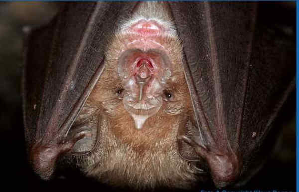 44 Rhinolophus Ferrumequinum Ρινόλοφος ο Μέγας