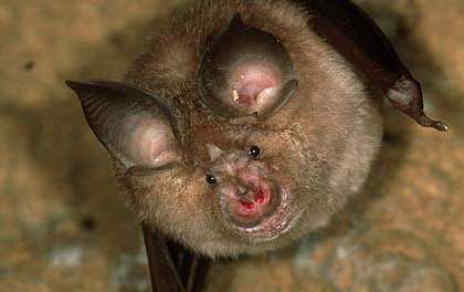 45 Rhinolophus Ferrumequinum Ρινόλοφος ο Μέγας