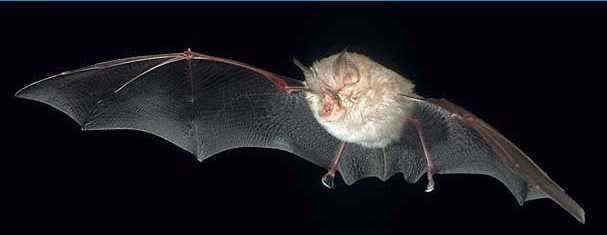 46 Rhinolophus Hipposideros Ρινόλοφος ο Μικρός