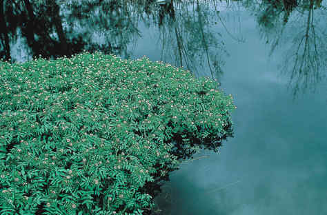 Η Φύση και η Ζωή µας στη Λίµνη Τριχωνίδα_Page105_Image1