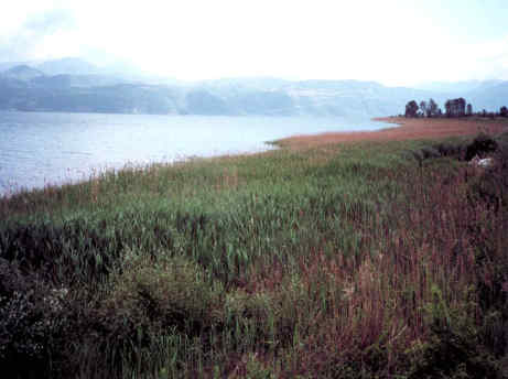 Η Φύση και η Ζωή µας στη Λίµνη Τριχωνίδα_Page105_Image2