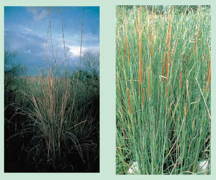 Η Φύση και η Ζωή µας στη Λίµνη Τριχωνίδα_Page106_Image1